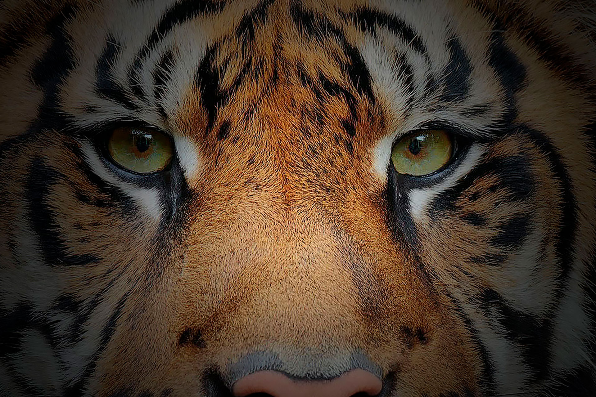 Experience the magic of India with our 8-night's Taj and Tiger Trail Tour.