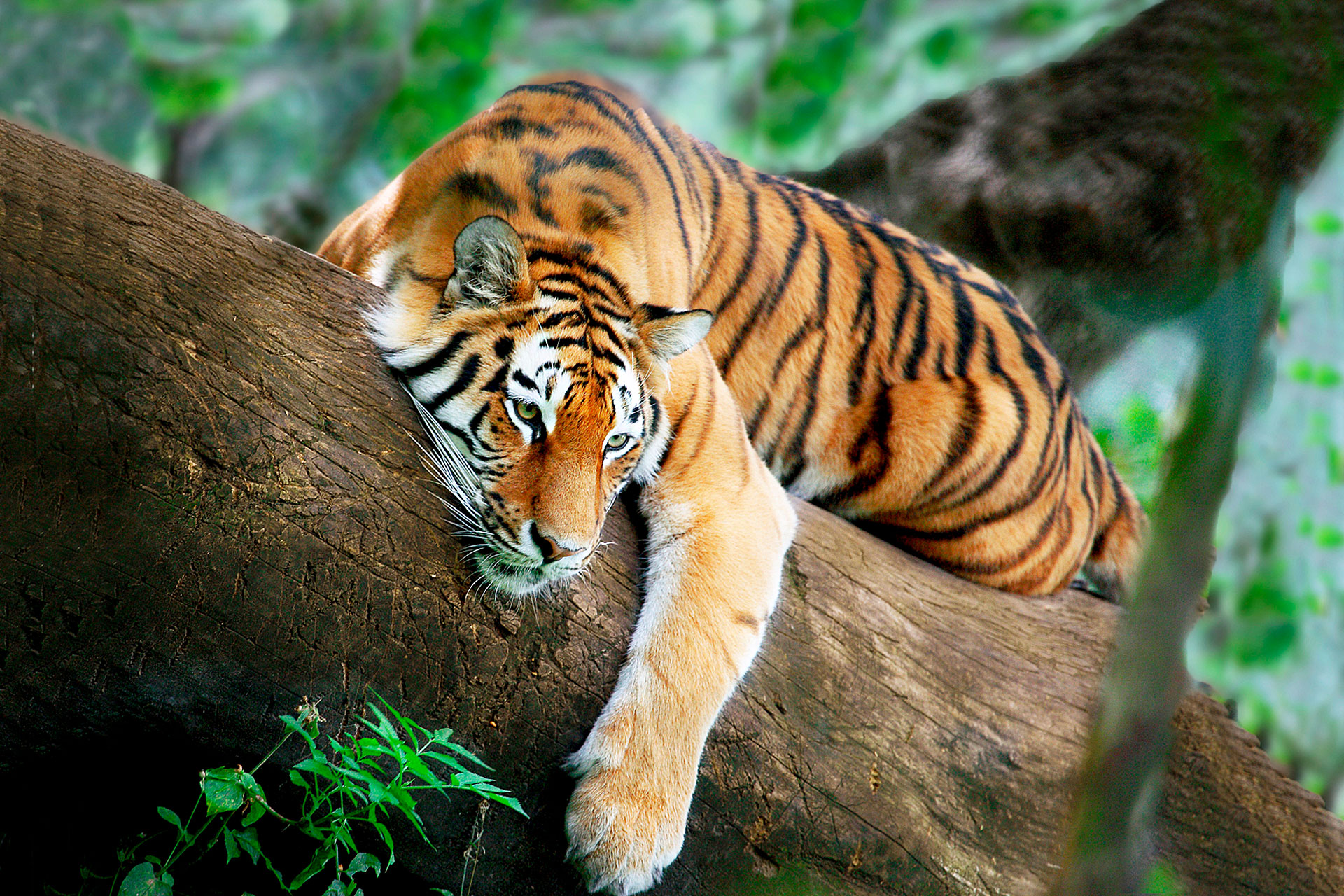 Experience the breath-taking beauty of India