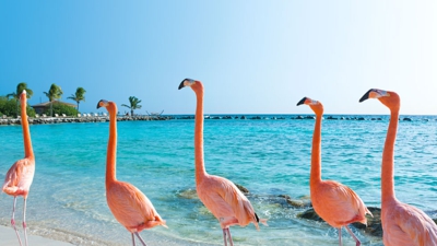 Aruba