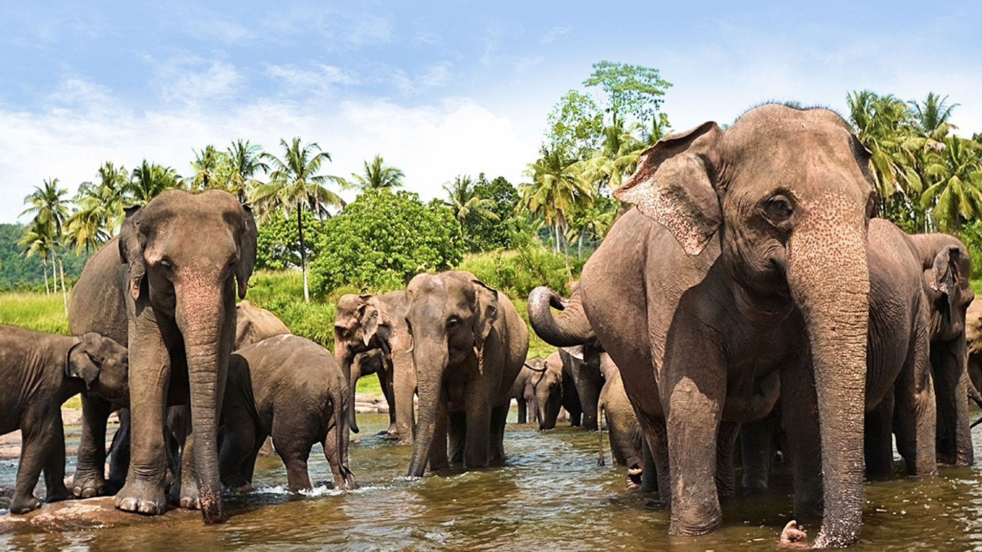 Private tour of Sri Lanka with Yala National Park!