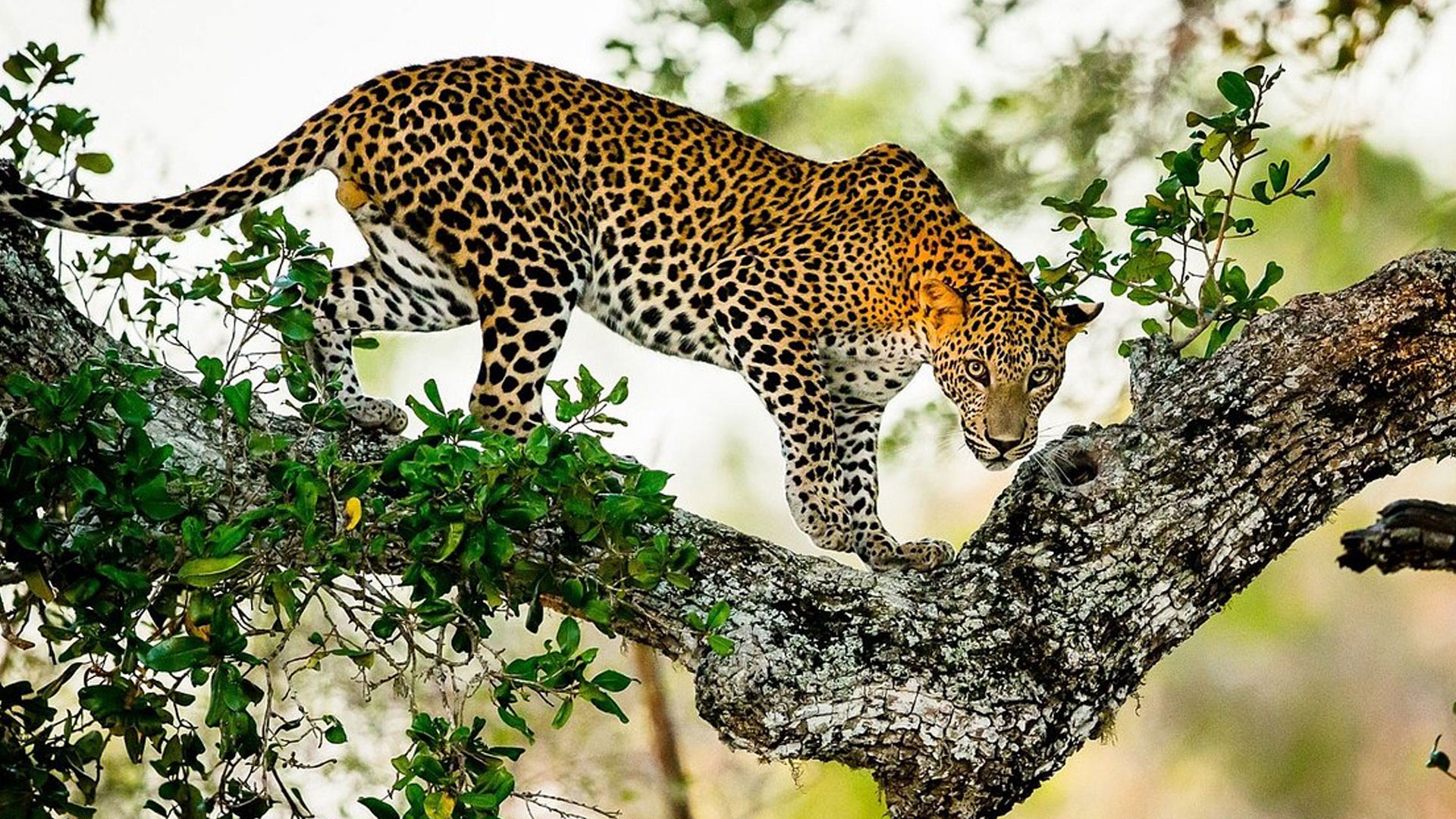 Enjoy private tour of Sri Lanka, including magical Yala!